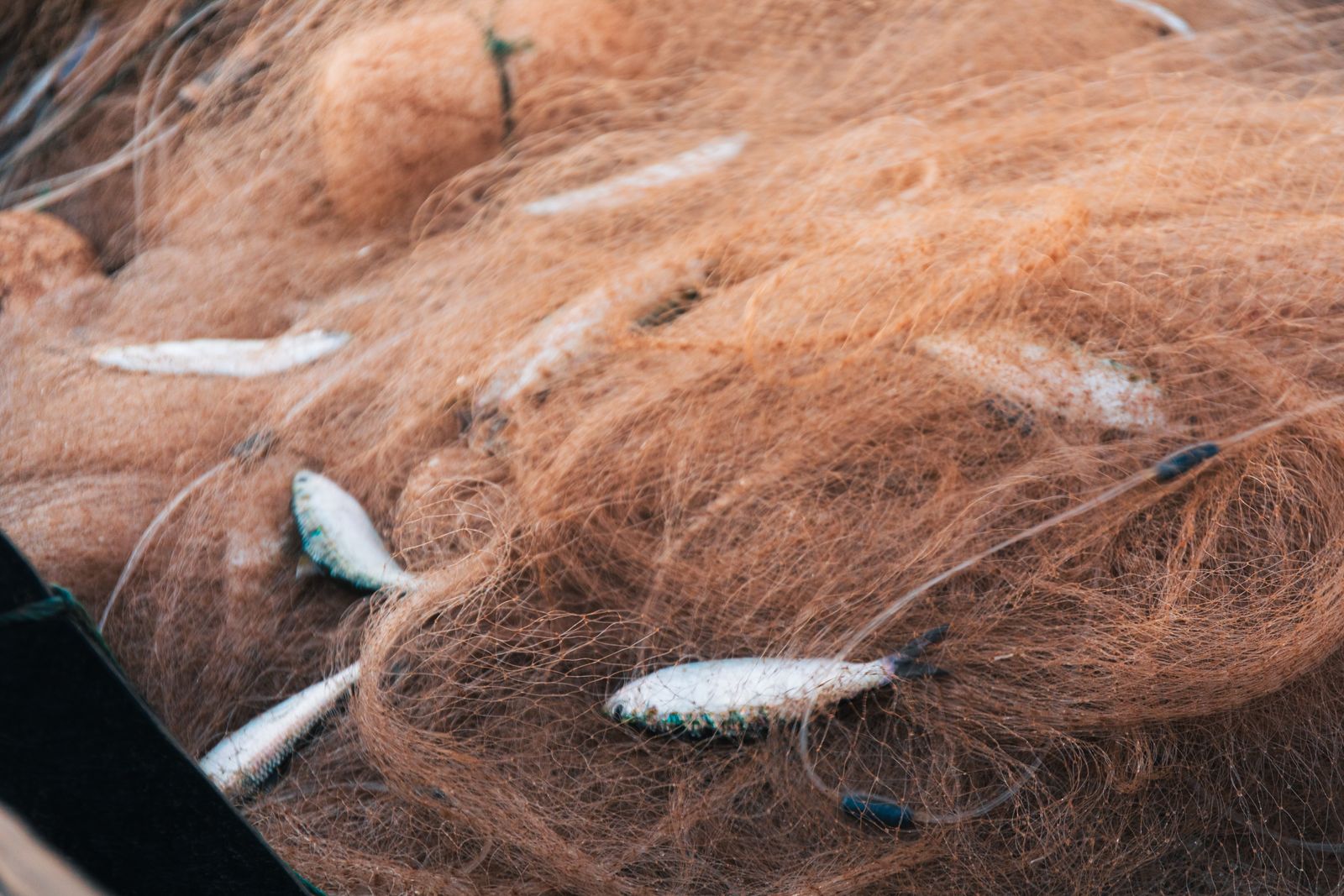 Since 1955, William and Mary's Batten School and VIMS have run a Juvenile Finfish Trawl Survey in the Chesapeake Bay using a five-minute tow of a 20-foot net, and it now samples more than 1,200 sites every year to track how young fish populations shift decade to decade.